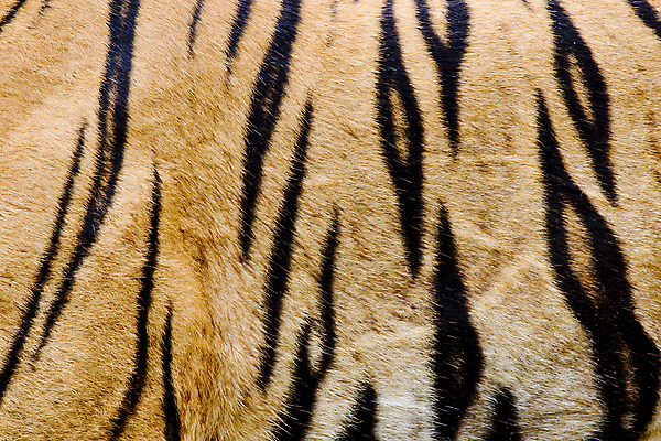 포토 JPG 해외이미지 동물 아시아 야생동물 백그라운드 오렌지 포유류 자연 벽지 털 동물원 사람없음 컬러풀 갈색 노란색 검은색 고양이 줄무늬 분노 호랑이 황금 고급 큼 트로피 묘사 질감 사냥 육식동물 사냥꾼 표범 해외202004 해외포토 직업 감정 나라 컬러 컨셉 무늬 과일 반려동물 크기 상_우승 생태계 파일형식 이미지허브