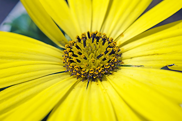 포토 JPG 해외이미지 식물 꽃 곤충 2 농업 자연 하늘 해바라기 씨앗 사람없음 파란색 태양 갈색 노란색 정원 농사 맑음 놀이방 벚꽃 개화 벌레 큼 꿀 밭일 생태학 호박벌 해외202004 해외포토 자연요소 동물 교육 산업 컬러 날씨 벌_곤충 크기 생태계 파일형식 이미지허브