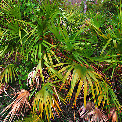 포토 JPG 해외이미지 나무 식물 공원 백그라운드 자연 풍경 사람없음 야외 환경 소나무 황무지 보호 숲 생태계 생물학 장면 침엽수 서식지 내추럴 삼림지대 생태학 전국 플로리다 해외202004 해외포토 공공시설 교육 컨셉 미국 파일형식 이미지허브