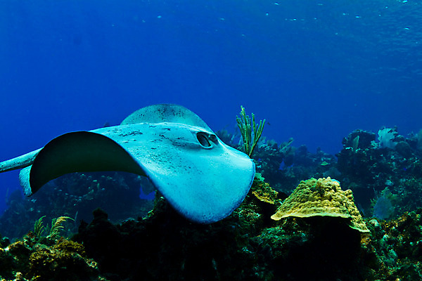 포토 JPG 해외이미지 동물 야생동물 바다 여행 백그라운드 자연 낚시 어류 사람없음 물 파란색 수중 수영 중앙아메리카 산호 다이빙 암초 수족관 동물상 온두라스 해외202004 해외포토 자연요소 컬러 레저 아메리카 조형물 수중동물 수상스포츠 자포동물 생태계 수중스포츠 파일형식 이미지허브