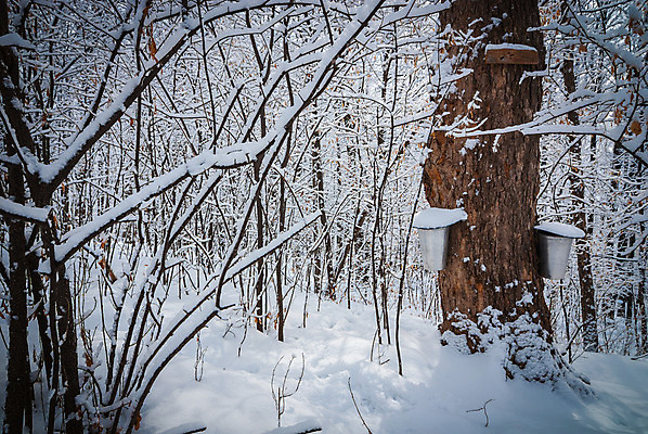포토 JPG 해외이미지 나무 계절 단풍 캐나다 겨울 자국 자연 지붕 날씨 주택 사람없음 야외 초록색 파란색 얼음 산책로 추위 흰색 신선 황무지 숲 트랙 깊이 판잣집 해외202004 해외포토 자연요소 식물 길 컬러 잎 북아메리카 건물 생태계 파일형식 이미지허브