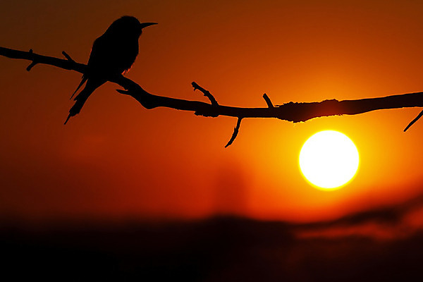 포토 JPG 해외이미지 동물 구름 남자 꽃 실루엣 야생동물 여행 포즈 백그라운드 자연 조류 하늘 추상 사람없음 빨간색 초록색 빛 환경 정원 보라색 미국 일몰 젖음 종 센터 저녁 숲 고도 역동적 에콰도르 꿀 남쪽 벌새 수유 이국적 해외202004 해외포토 자연요소 식물 컬러 컨셉 북아메리카 무늬 촬영기법 사람 노을 남아메리카 야간 방향 생태계 파일형식 이미지허브