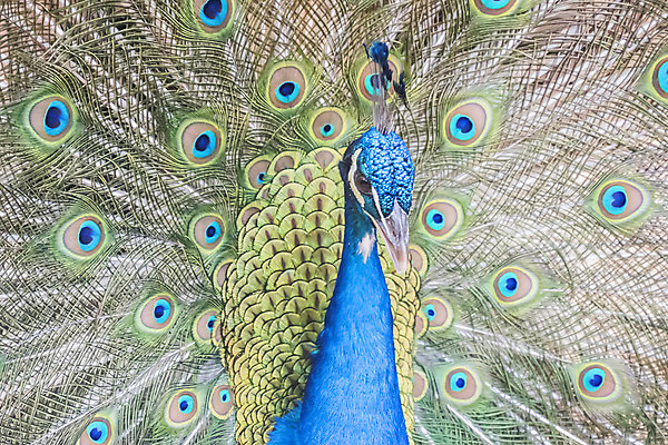 포토 JPG 해외이미지 동물 척추동물 남자 야생동물 포즈 자연 조류 생물 서기 사람없음 옆모습 장식 초록색 파란색 컬러풀 머리 정원 전시 활발 우아함 닫기 공작 인도인 깃털 꼬리 부리 짝짓기 내추럴 동물상 주목 해외202004 해외포토 외국인 뷰포인트 컬러 컨셉 모션 사람 동양인 신체부위 조형물 생태계 파일형식 이미지허브