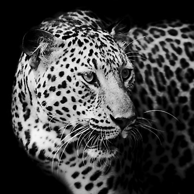 포토 JPG 해외이미지 한마리 응시 야생동물 검은배경 흑백 실내 사람없음 맹수 표범 해외202004 해외포토 동물 1 시선 백그라운드 포유류 촬영기법 내부 검은색 파일형식 이미지허브