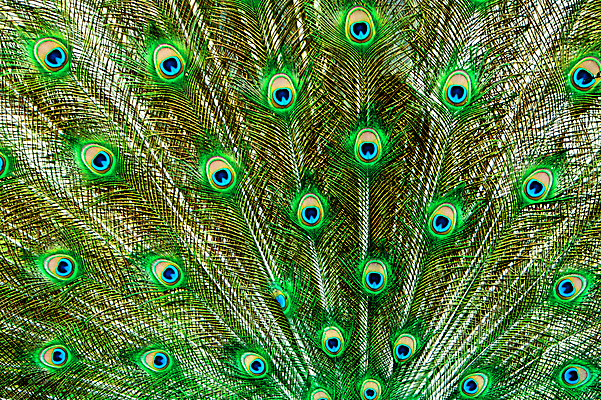 포토 JPG 해외이미지 남자 야생동물 백그라운드 패턴 자연 조류 추상 동물원 사랑 사람없음 초록색 파란색 컬러풀 봄 춤 부채 의식 황금 우아함 공작 깃털 질감 꼬리 쇼 짝짓기 내추럴 주목 특별함 해외202004 해외포토 동물 계절 감정 컬러 컨셉 무늬 문화예술 사람 생태계 파일형식 이미지허브