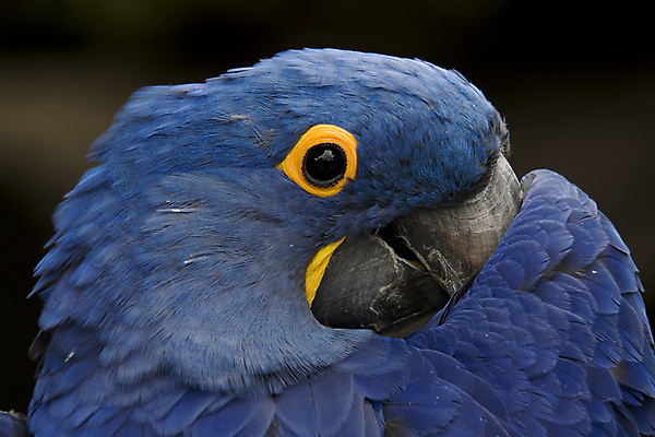 포토 JPG 해외이미지 동물 야생동물 날개 자연 놀이 조류 동물원 사람없음 파란색 반려동물 컬러풀 노란색 미국 게임 남아메리카 황금 큼 혀 깃털 부리 앵무새 시끄러움 멸종 남쪽 내추럴 강렬 숨기 이국적 히아신스 해외202004 해외포토 꽃 컬러 북아메리카 모션 아메리카 입 크기 방향 생태계 파일형식 이미지허브