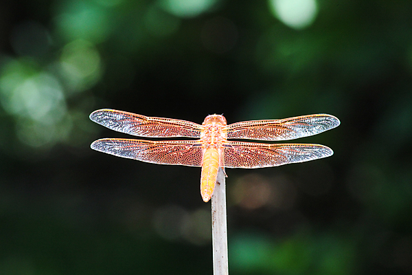 포토 JPG 해외이미지 곤충 사람없음 잠자리 해외202004 해외포토 동물 파일형식 이미지허브