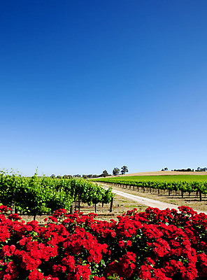포토 JPG 해외이미지 꽃 농업 과일 하늘 포도 풍경 사람없음 야외 빨간색 초록색 농장 와인 맑음 봄 시골 신선 뜨거움 포도밭 깊이 양조장 카피스페이스 해외202004 해외포토 식물 계절 산업 컬러 밭 날씨 주류 공백 파일형식 이미지허브