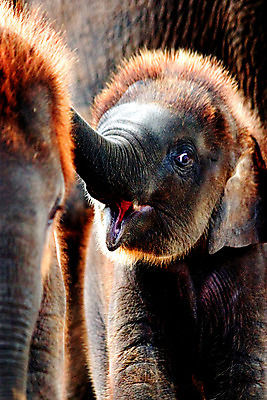 포토 JPG 해외이미지 동물 얼굴 야생동물 포유류 태국 자연 코끼리 동물원 서기 미소 동양인 성인 사람없음 갈색 머리 힘 입 4 큼 먹이 먹기 피부 묘사 질감 코 귀 상아 느림 옛날 힘찬 해외202004 해외포토 아시아 컬러 컨셉 모션 표정 사람 인종 신체부위 숫자 크기 생태계 파일형식 이미지허브