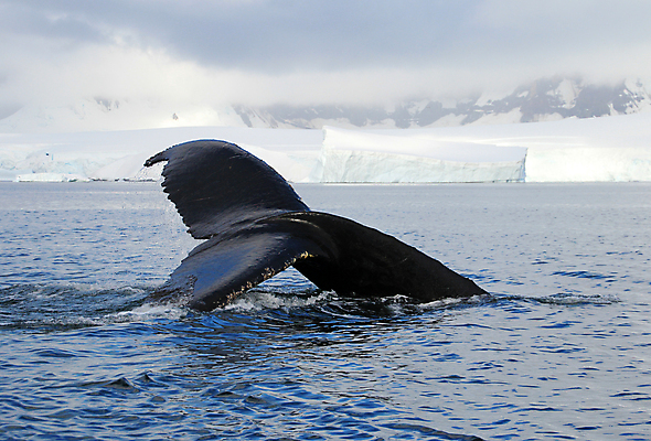 포토 JPG 해외이미지 동물 야생동물 바다 여행 겨울 포유류 자연 털 사람없음 물 점프 얼음 봄 추위 물개 남극 북극 고래 꼬리 서리 지느러미 봉 빙산 북쪽 표범 남쪽 해외202004 해외포토 자연요소 계절 모션 바다동물 수중동물 극지방 방향 생태계 파일형식 이미지허브