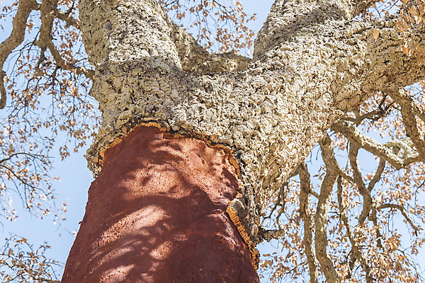 포토 JPG 해외이미지 나무 식물 산업 백그라운드 패턴 농업 자연 표면 건조 사람없음 야외 목재 환경 수확 껍질 나뭇가지 시골 스페인 숲 지중해 목수 피부 묘사 유기농 생태계 질감 나무껍질 코르크 내추럴 생태학 수목 안달루시아 옛날 해외202004 해외포토 직업 웰빙 교육 유럽 바다 무늬 재료 신체부위 파일형식 이미지허브
