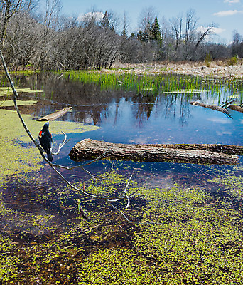 포토 JPG 해외이미지 동물 야생동물 백그라운드 날개 자연 조류 하늘 날씨 사람없음 파란색 환경 봄 습지 숲 깃털 대답 생태학 해외202004 해외포토 계절 교육 컬러 생태계 파일형식 이미지허브