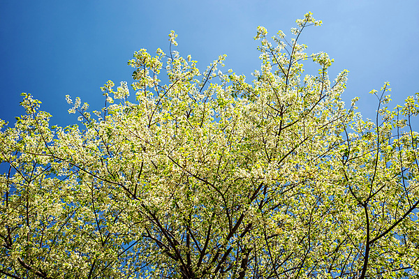 포토 JPG 해외이미지 나무 식물 공원 꽃 잎 꽃무늬 자연 하늘 사람없음 목재 초록색 여름 봄 성장 벚꽃 흰색 나뭇가지 확대 숲 내추럴 해외202004 해외포토 계절 공공시설 컬러 무늬 재료 생태계 파일형식 이미지허브