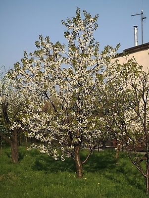 포토 JPG 해외이미지 나무 식물 계절 꽃 백그라운드 과일 자연 사람없음 초록색 정원 봄 벚꽃 흰색 개화 체리 원예 해외202004 해외포토 컬러 취미 생태계 파일형식 이미지허브