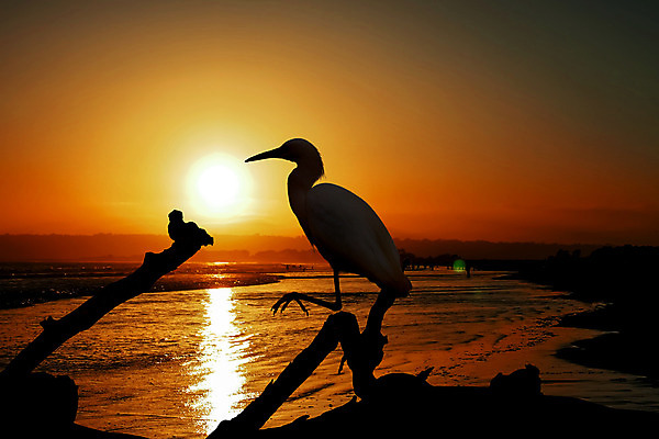 포토 JPG 해외이미지 동물 실루엣 호수 야생동물 바다 섬 백그라운드 날개 자연 조류 풍경 사람없음 목재 물 여름 태양 환경 일몰 흰색 황무지 닫기 습지 큼 왜가리 깃털 부리 캘리포니아 태평양 석호 내추럴 착륙 해외202004 해외포토 자연요소 나무 계절 컬러 재료 모션 촬영기법 노을 미국 크기 생태계 파일형식 이미지허브
