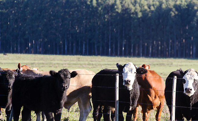 포토 JPG 해외이미지 동물 백그라운드 밭 농업 포유류 자연 풍경 사람없음 초록색 여름 농장 농경지 소고기 흰색 시골 소 군중 방목 허브 아르헨티나 밭일 해외202004 해외포토 식물 계절 산업 컬러 육류 사람 남아메리카 축산업 생태계 파일형식 이미지허브