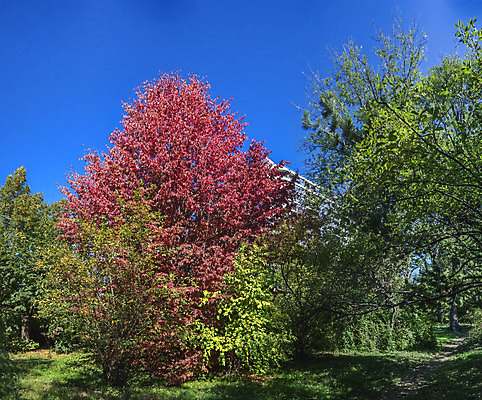 포토 JPG 해외이미지 나무 식물 디자인 공원 유럽 길 여행 백그라운드 잎 자연 파노라마 풍경 사람없음 야외 초록색 평화 정원 화목 침묵 산책 가을 시골 모서리 오솔길 대학교 원예 시력 내추럴 우크라이나 해외202004 해외포토 계절 공공시설 나라 컬러 컨셉 학교 휴식 촬영기법 취미 소리 생태계 파일형식 이미지허브