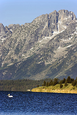 포토 JPG 해외이미지 나무 공원 호수 조류 산 국립공원 사람없음 물 흰색 소나무 펠리컨 랜드마크 와이오밍 웅장함 해외202004 해외포토 자연요소 식물 동물 공공시설 컬러 파일형식 이미지허브