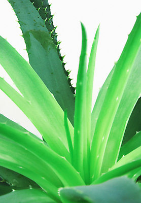 포토 JPG 해외이미지 식물 조각 백그라운드 잎 재료 부분 자연 건강 사람없음 치료 초록색 약 쌓기 스파 화장품 활발 젖음 성장 흰색 신선 약국 허브 순수 날것 슬라이스 흙더미 고립 돌봄 알로에 해외202004 해외포토 컬러 컨셉 의학 모션 뷰티 흙 생태계 파일형식 더미 이미지허브