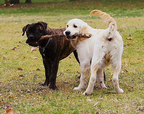 포토 JPG 해외이미지 동물 공원 자연 사람없음 야외 초록색 갈색 가축 잡기 막대기 개 골든리트리버 강아지 송곳니 해외202004 해외포토 공공시설 컬러 포유류 모션 반려동물 리트리버 치아 생태계 파일형식 이미지허브