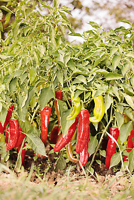 포토 JPG 해외이미지 음식 밭 채소 고추 파프리카 사람없음 야외 빨간색 초록색 농장 정원 가을 뜨거움 양념 조미료 향료 후추 칠레 해외202004 해외포토 계절 컬러 농업 남아메리카 향신료 향기 냄새 향미료 파일형식 이미지허브