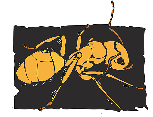 포토 JPG 해외이미지 곤충 잎 노동자 사람없음 터널 해충 언덕 개미 펜치 병정 여왕 식민지 해외202004 해외포토 식물 동물 직업 길 공구 벌레 파일형식 이미지허브