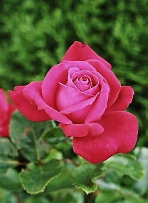 포토 JPG 해외이미지 식물 기념일 꽃잎 꽃 잎 꽃무늬 자연 발렌타인데이 선물 사랑 사람없음 빨간색 초록색 장미 정원 벚꽃 축하 생일 싱글 해외202004 해외포토 감정 컬러 컨셉 무늬 데이이벤트 이벤트 생태계 파일형식 이미지허브