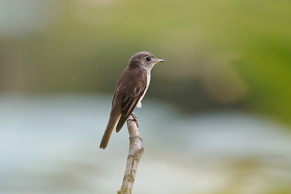 포토 JPG 해외이미지 나무 동물 여자 남자 아시아 얼굴 야생동물 백그라운드 날개 자연 조류 사람없음 야외 목재 가로 초록색 컬러풀 갈색 머리 환경 나뭇가지 막대기 닫기 숲 깃털 꼬리 부리 서식지 생태학 이국적 해외202004 해외포토 식물 교육 나라 컬러 재료 모션 사람 신체부위 생태계 파일형식 이미지허브