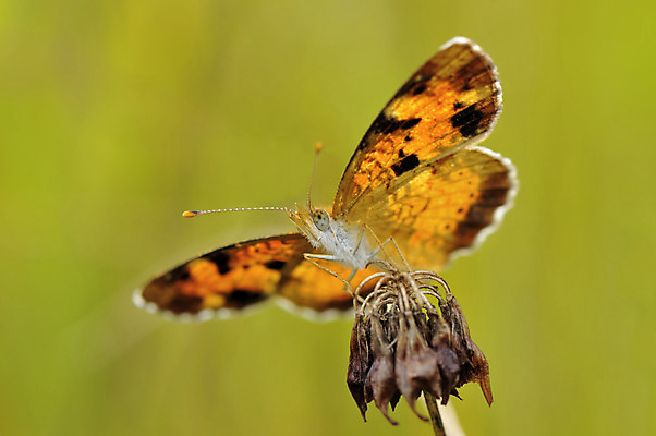 포토 JPG 해외이미지 식물 동물 꽃 야생동물 나비 곤충 백그라운드 날개 오렌지 자연 건조 사람없음 세로 초록색 검은색 닫기 초승달 생물학 북쪽 해외202004 해외포토 교육 컬러 과일 모션 달 방향 생태계 파일형식 이미지허브