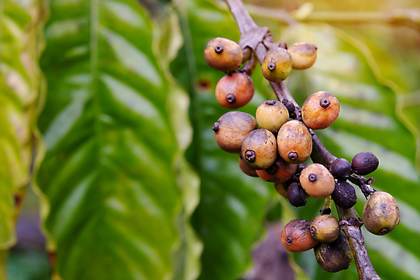 포토 JPG 해외이미지 나무 식물 열매 꽃 산업 아시아 커피 음료 음식 여행 잎 밭 농업 과일 자연 콩 씨앗 사람없음 빨간색 초록색 농장 일몰 카페 원두 수확 성장 나뭇가지 신선 뜨거움 낟알 굽기 유기농 날것 아로마 발리 에스프레소 깊이 밭일 생태학 숙성 아라비카 카페인 해외202004 해외포토 웰빙 교육 나라 컬러 섬 곡류 노을 상점 구이 생태계 인도네시아 파일형식 이미지허브