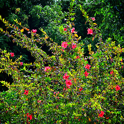 포토 JPG 해외이미지 나무 식물 공원 꽃 분홍색 잎 꽃무늬 자연 사람없음 야외 봄 활발 신선 개화 허브 관목 만족 하와이 강렬 이국적 자메이카 히비스커스 해외202004 해외포토 계절 공공시설 감정 컬러 컨셉 북아메리카 무늬 미국 생태계 파일형식 이미지허브