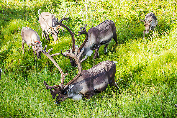 포토 JPG 해외이미지 나무 동물 공원 야생동물 여행 자연 사슴 뿔 핀란드 풍경 사람없음 야외 여름 추위 원형 황무지 숲 북극 북쪽 순록 해외202004 해외포토 도형 식물 계절 공공시설 포유류 북유럽 극지방 방향 생태계 파일형식 이미지허브