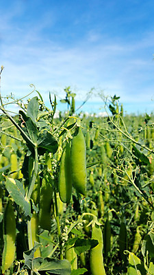 포토 JPG 해외이미지 나무 식물 꽃 음식 백그라운드 잎 밭 농업 채소 과일 자연 건강 사람없음 초록색 농작물 농장 정원 수확 성장 신선 유기농 내추럴 숙성 채식주의자 해외202004 해외포토 웰빙 산업 컬러 생태계 채식 파일형식 이미지허브