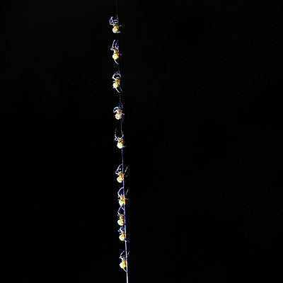 포토 JPG 해외이미지 동물 야생동물 벽 여행 백그라운드 가족 벽돌 함께함 안전 사람없음 빨간색 노란색 검은색 웹 자신감 그룹 실 작음 심볼 자매 오르기 형제 거미 줄서기 행진 많음 해외202004 해외포토 여자 남자 감정 컬러 곤충 컨셉 인터넷 관계 모션 크기 파일형식 이미지허브