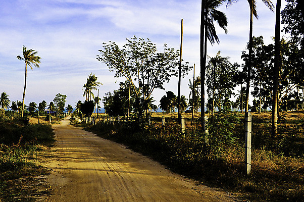 포토 JPG 해외이미지 나무 계절 도로 길 자국 자연 풍경 사람없음 빛 햇빛 노란색 침묵 일몰 새벽 산책 활발 가을 나뭇가지 시골 황금 오솔길 강렬 방법 선로 해외202004 해외포토 자연요소 식물 컬러 컨셉 교통시설 휴식 태양 노을 소리 생태계 파일형식 이미지허브