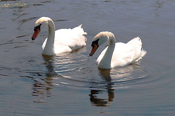 포토 JPG 해외이미지 모양 동물 커플 감정 호수 야생동물 음악 캐나다 패턴 가족 자연 조류 사랑 사람없음 세로 물 파란색 반사 평화 금속 침묵 소리 우정 수확 흰색 기구 기둥 쌍 역사 오르간 우아함 은색 순수 깃털 백조 장면 목 단아함 뮤지컬 천진난만 해외202004 해외포토 자연요소 건축 컬러 컨셉 북아메리카 무늬 농업 관계 재질 문화예술 신체부위 친구 건반악기 생태계 파일형식 이미지허브