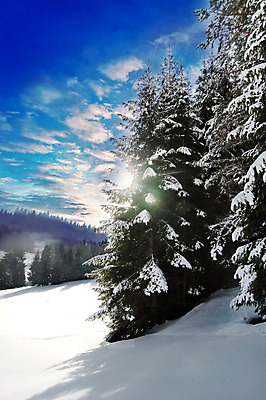 포토 JPG 해외이미지 나무 식물 구름 겨울 오렌지 포장 자연 하늘 산 그림자 풍경 사람없음 야외 빨간색 세로 파란색 빛 햇빛 추위 흰색 소나무 황무지 고독 숲 서리 해외202004 해외포토 자연요소 계절 감정 컬러 과일 태양 생태계 파일형식 이미지허브