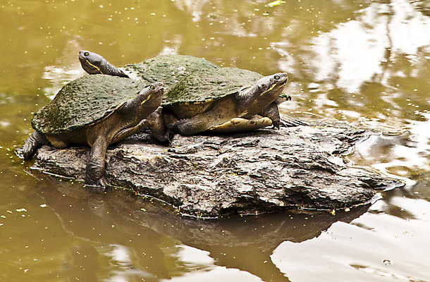 포토 JPG 해외이미지 2 휴식 사람없음 물 갈색 회색 해외202004 해외포토 자연요소 컬러 컨셉 파일형식 이미지허브