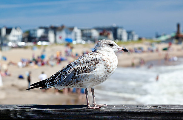 포토 JPG 해외이미지 모래 파도 바다 갈매기 낚시 새로움 사람없음 물 파란색 항구 거품 숲 저지 효과 해외202004 해외포토 자연요소 컬러 컨셉 교통시설 조류 레저 파일형식 이미지허브