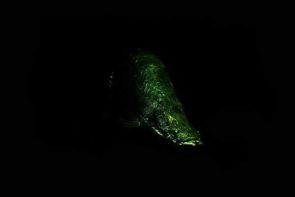 포토 JPG 해외이미지 동물 어류 사람없음 물 고요 수족관 내추럴 싱가폴 해외202004 해외포토 자연요소 아시아 수중동물 파일형식 이미지허브