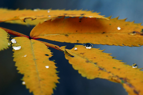 포토 JPG 해외이미지 식물 계절 백그라운드 잎 오렌지 자연 사람없음 야외 빨간색 초록색 물 정원 가을 물방울 신선 닫기 떨어짐 내추럴 해외202004 해외포토 자연요소 컬러 컨셉 과일 모션 생태계 파일형식 이미지허브