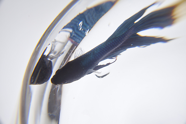 포토 JPG 해외이미지 포유류 모션 유리 안테나 어류 사람없음 물 파란색 반려동물 수영 흰색 사발 정상 작음 수족관 블러 해외202004 해외포토 자연요소 동물 컬러 통신 재질 수중동물 수상스포츠 사기그릇 크기 파일형식 이미지허브