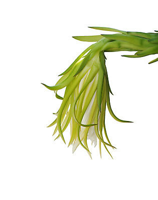 포토 JPG 해외이미지 꽃잎 꽃 백그라운드 꽃무늬 과일 자연 추상 사람없음 장식 성장 흰색 용 우아함 묘사 꽃가루 내추럴 꽃수술 해외202004 해외포토 식물 컬러 컨셉 무늬 가루 생태계 파일형식 이미지허브