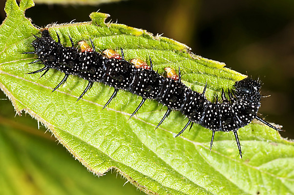 포토 JPG 해외이미지 동물 꽃 야생동물 나비 곤충 백그라운드 잎 꽃무늬 자연 사람없음 초록색 햇빛 환경 검은색 활발 공작 작음 질감 광 동물상 해외202004 해외포토 식물 컬러 컨셉 무늬 조류 태양 조형물 크기 생태계 파일형식 이미지허브