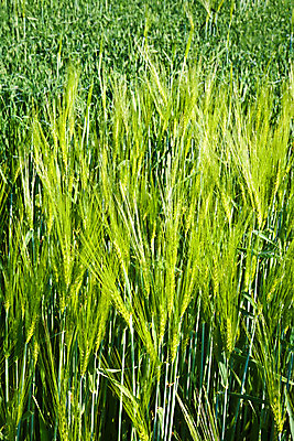 포토 JPG 해외이미지 식물 배너 계절 꽃 백그라운드 밭 자연 건강 파노라마 잔디 사람없음 초록색 빛 농장 평화 우주 환경 정원 화목 봄 활발 성장 시골 신선 칼날 떨어짐 이슬 묘사 원예 내추럴 강렬 고립 넘어짐 생태학 세련 해외202004 해외포토 교육 컬러 컨셉 농업 모션 촬영기법 취미 생태계 파일형식 이미지허브