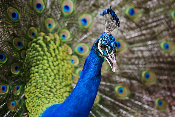 포토 JPG 해외이미지 동물 남자 야생동물 백그라운드 패턴 자연 조류 기술 사람없음 가로 초록색 파란색 컬러풀 머리 활발 의식 우아함 공작 전시회 깃털 꼬리 부리 목 보여주기 꿩 수탉 멀티 웅장함 터키석 해외202004 해외포토 컬러 컨셉 무늬 모션 사람 신체부위 전시 닭 보석 수컷 생태계 파일형식 이미지허브