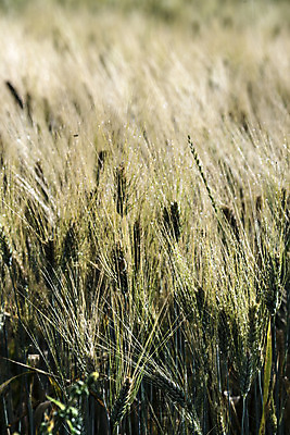 포토 JPG 해외이미지 식물 산업 선 음식 농업 자연 날씨 휴식 요리 사람없음 세로 여름 햇빛 농장 노란색 힘 봄 활발 에너지 수확 성장 시골 시간 업무 그룹 황금 시리얼 밀 날카로움 귀 밀가루 성분 영양분 탄수화물 완전 해외202004 해외포토 계절 컬러 컨셉 곡류 신체부위 태양 작업 가루 생태계 파일형식 이미지허브