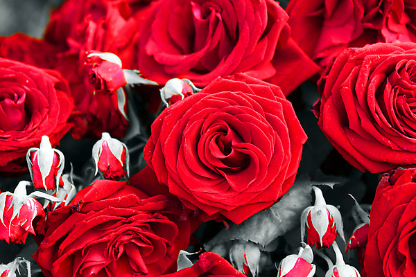 포토 JPG 해외이미지 식물 꽃잎 꽃 분홍색 꽃다발 자연 미술 사람없음 장식 장미 정원 벚꽃 개화 원예 내추럴 해외202004 해외포토 컬러 문화예술 취미 생태계 파일형식 이미지허브