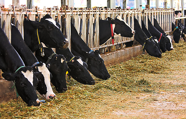 포토 JPG 해외이미지 동물 산업 음식 농업 비즈니스 중동 포유류 자연 유제품 서기 사람없음 가로 농장 농경지 마을 검은색 가축 소고기 시골 그룹 소 볏짚 제조 군중 먹이 먹기 밀짚 송아지 밭일 수유 이스라엘 줄서기 해외202004 해외포토 나라 새끼 컬러 모션 육류 사람 짚 생태계 서아시아 파일형식 이미지허브