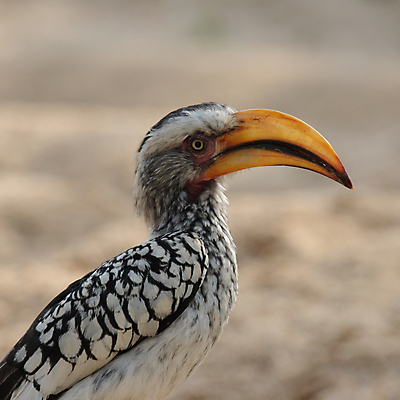 포토 JPG 해외이미지 동물 야생동물 아프리카 조류 앉기 사람없음 노란색 검은색 흰색 큼 깃털 부리 계산서 나미비아 땅바닥 해외202004 해외포토 나라 컬러 모션 바닥 크기 남아프리카 파일형식 이미지허브